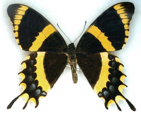 Papilio garamas splendida male Abberant (Internet Image property of respective owner, non-commercial use only)